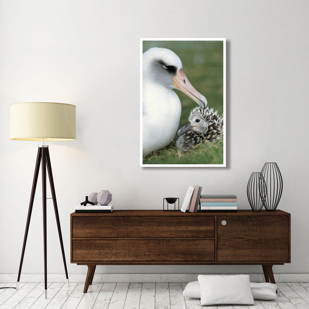 Laysan Albatross parent guarding young chick, Midway Atoll, Hawaii-Paper Art-34&quotx50"