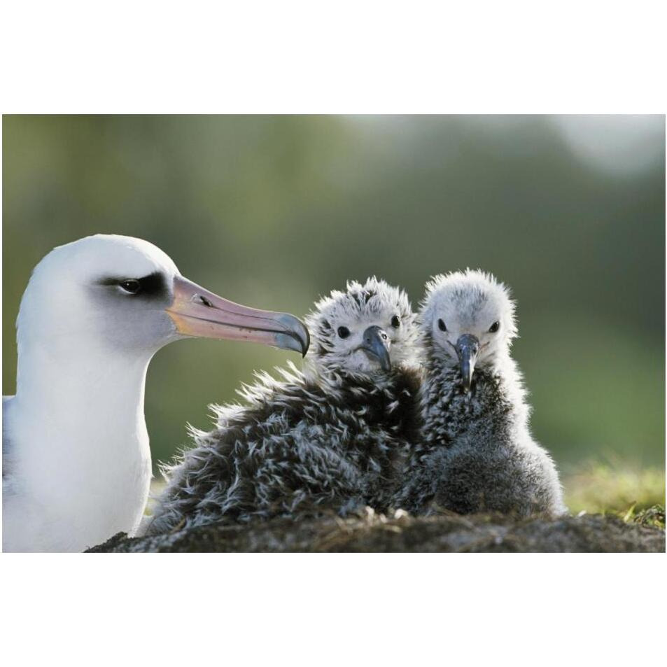 Laysan Albatross chick invading from neighboring nest, Midway Atoll, Hawaii-Paper Art-20&quotx14"