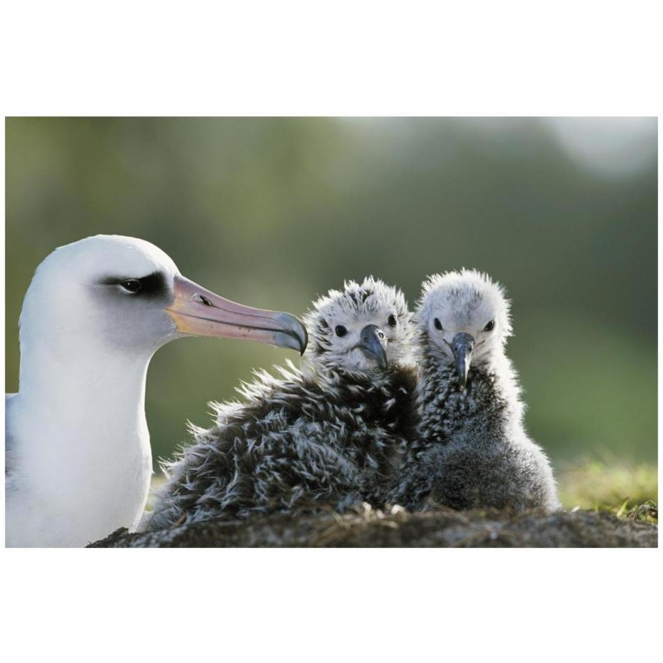 Laysan Albatross chick invading from neighboring nest, Midway Atoll, Hawaii-Paper Art-32&quotx22"
