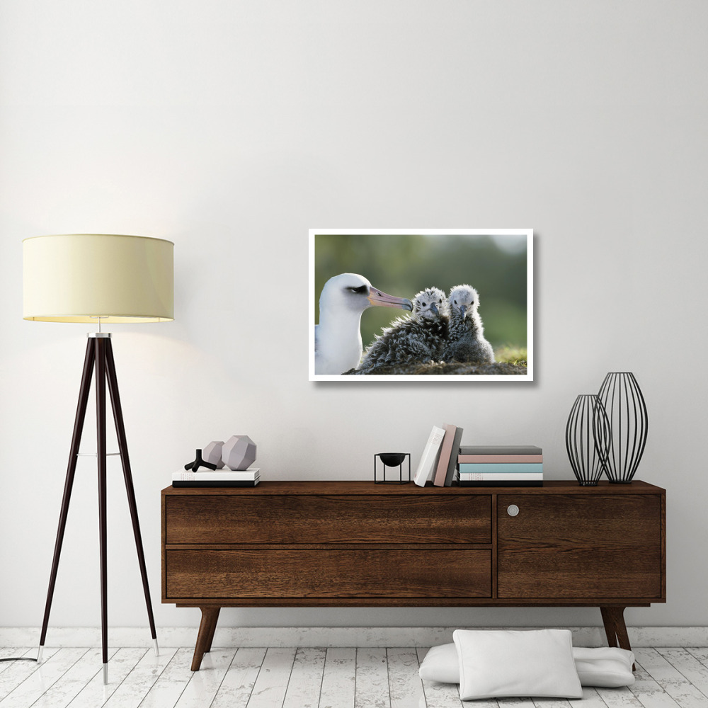 Laysan Albatross chick invading from neighboring nest, Midway Atoll, Hawaii-Paper Art-38&quotx26"