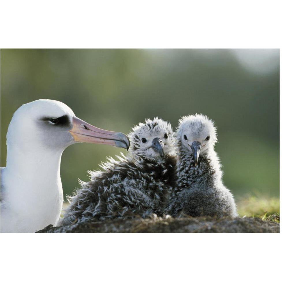 Laysan Albatross chick invading from neighboring nest, Midway Atoll, Hawaii-Paper Art-62&quotx42"