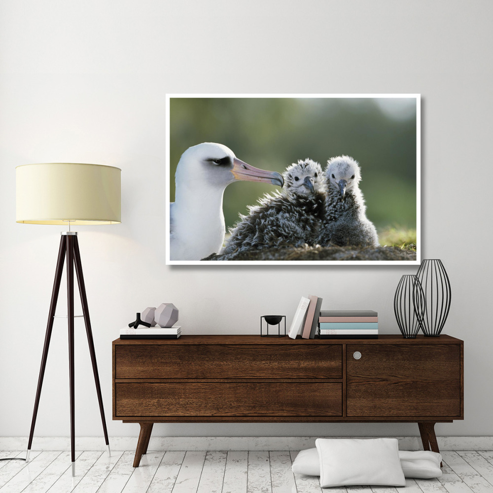 Laysan Albatross chick invading from neighboring nest, Midway Atoll, Hawaii-Paper Art-62&quotx42"