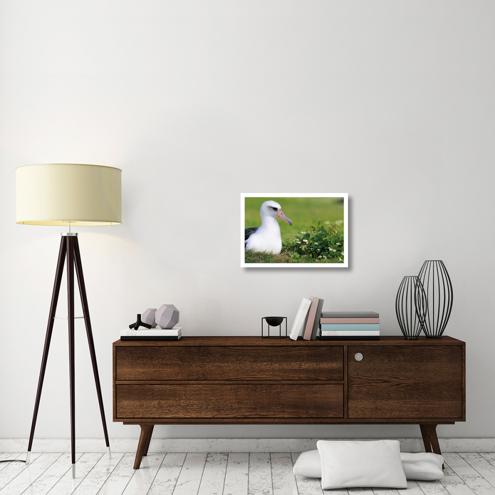 Laysan Albatross nesting among introduced weeds, Midway Atoll, Hawaii-Paper Art-26&quotx18"