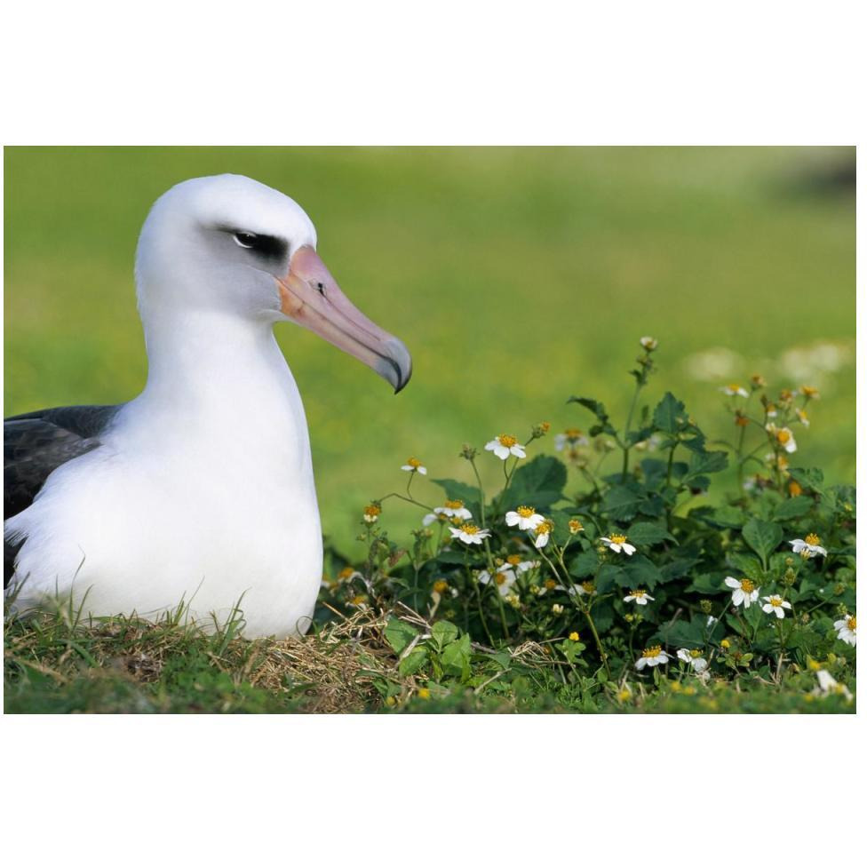 Laysan Albatross nesting among introduced weeds, Midway Atoll, Hawaii-Paper Art-50&quotx34"