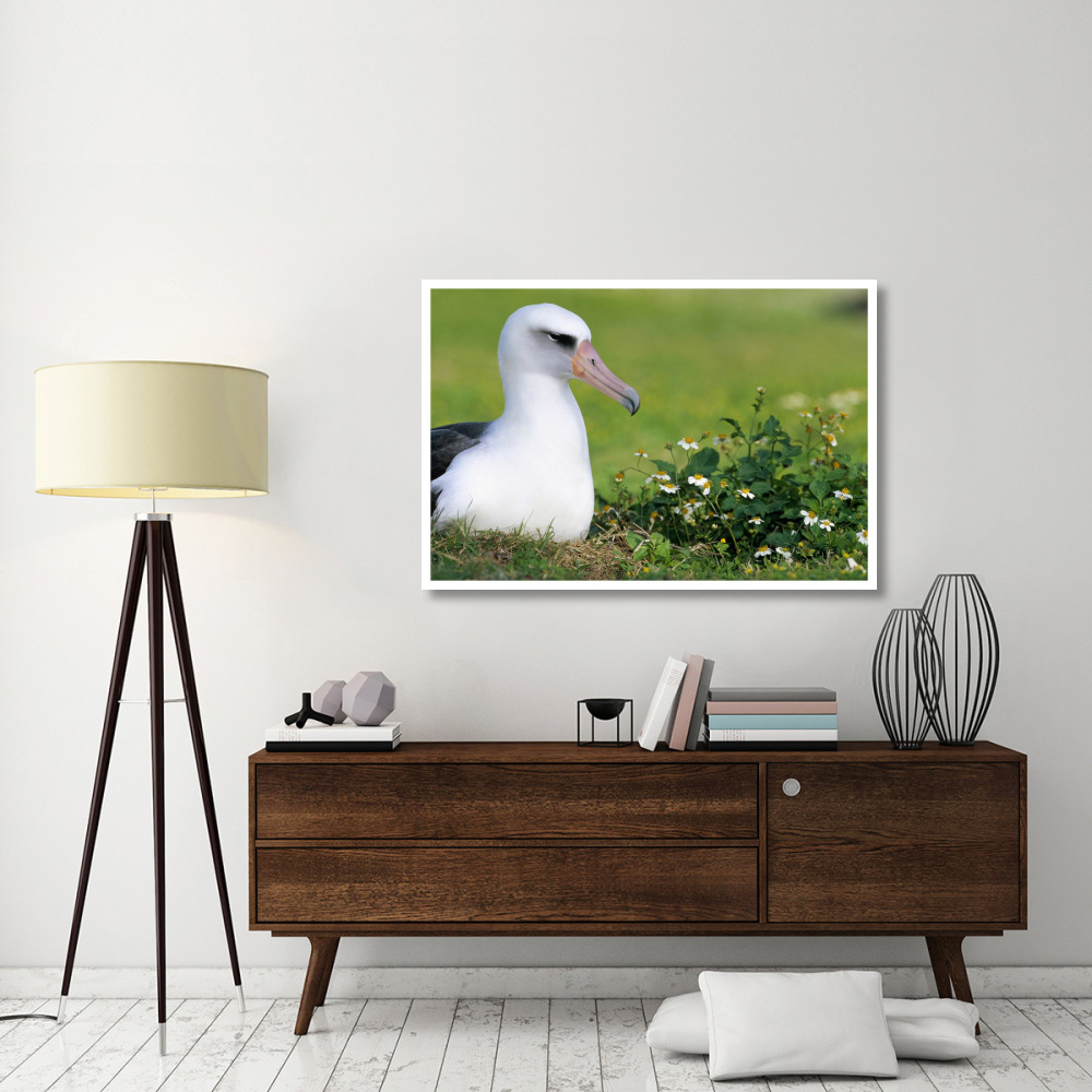 Laysan Albatross nesting among introduced weeds, Midway Atoll, Hawaii-Paper Art-50&quotx34"