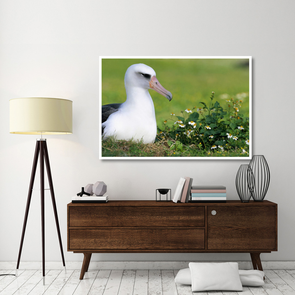 Laysan Albatross nesting among introduced weeds, Midway Atoll, Hawaii-Paper Art-62&quotx42"