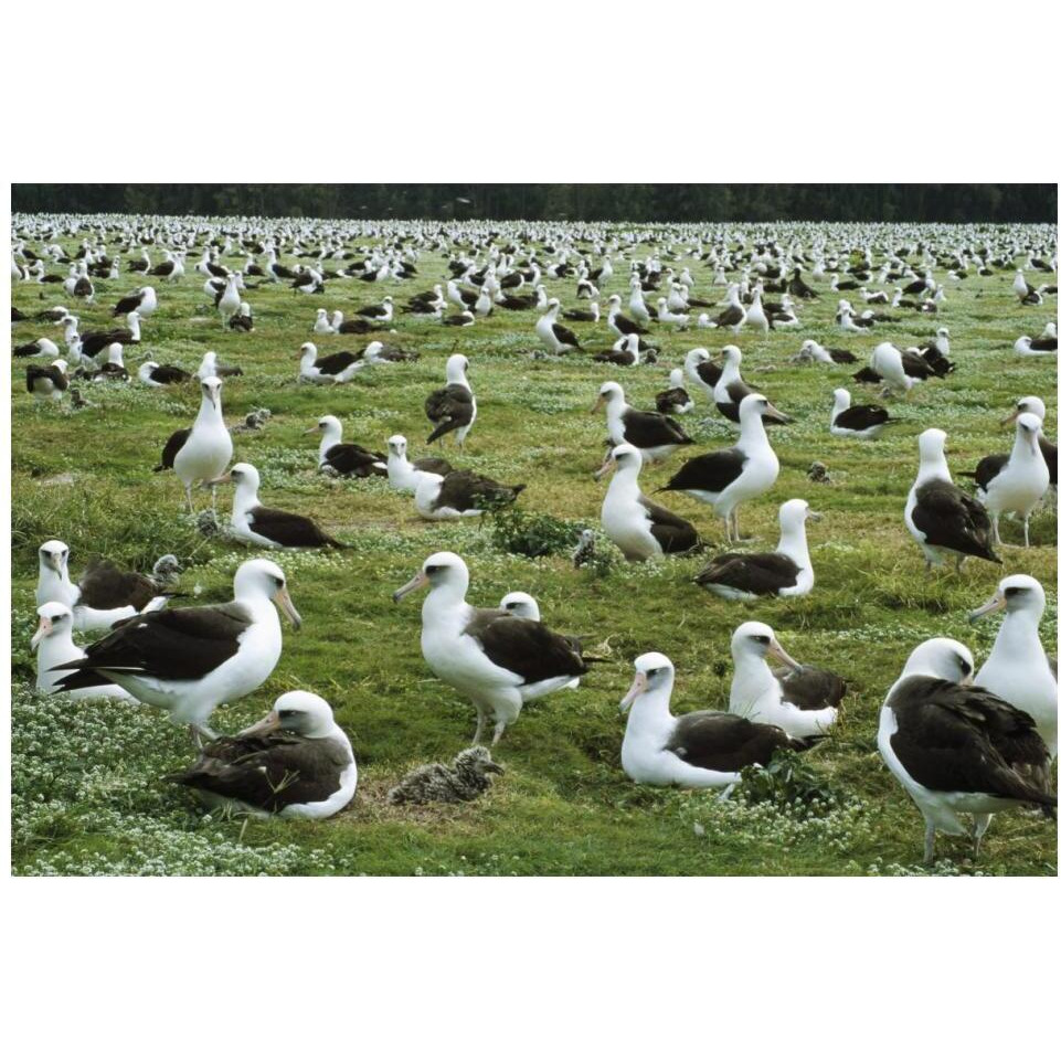 Laysan Albatross nesting colony, Midway Atoll, Hawaii-Paper Art-20&quotx14"