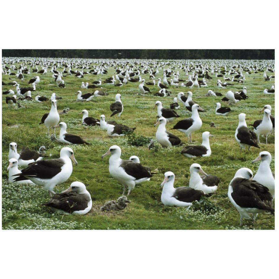 Laysan Albatross nesting colony, Midway Atoll, Hawaii-Paper Art-26&quotx18"
