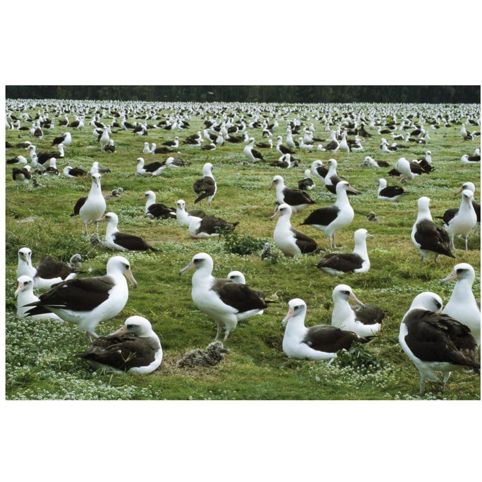Laysan Albatross nesting colony, Midway Atoll, Hawaii-Paper Art-38&quotx26"