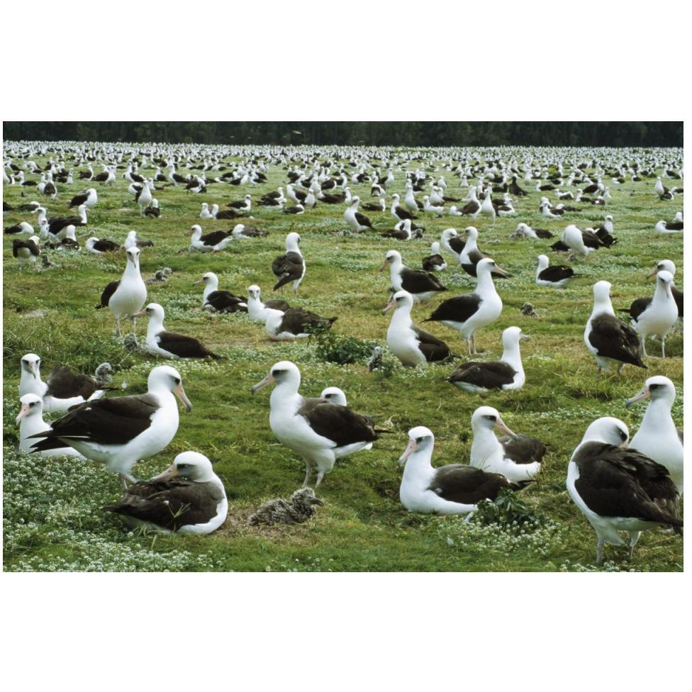 Laysan Albatross nesting colony, Midway Atoll, Hawaii-Paper Art-50&quotx34"