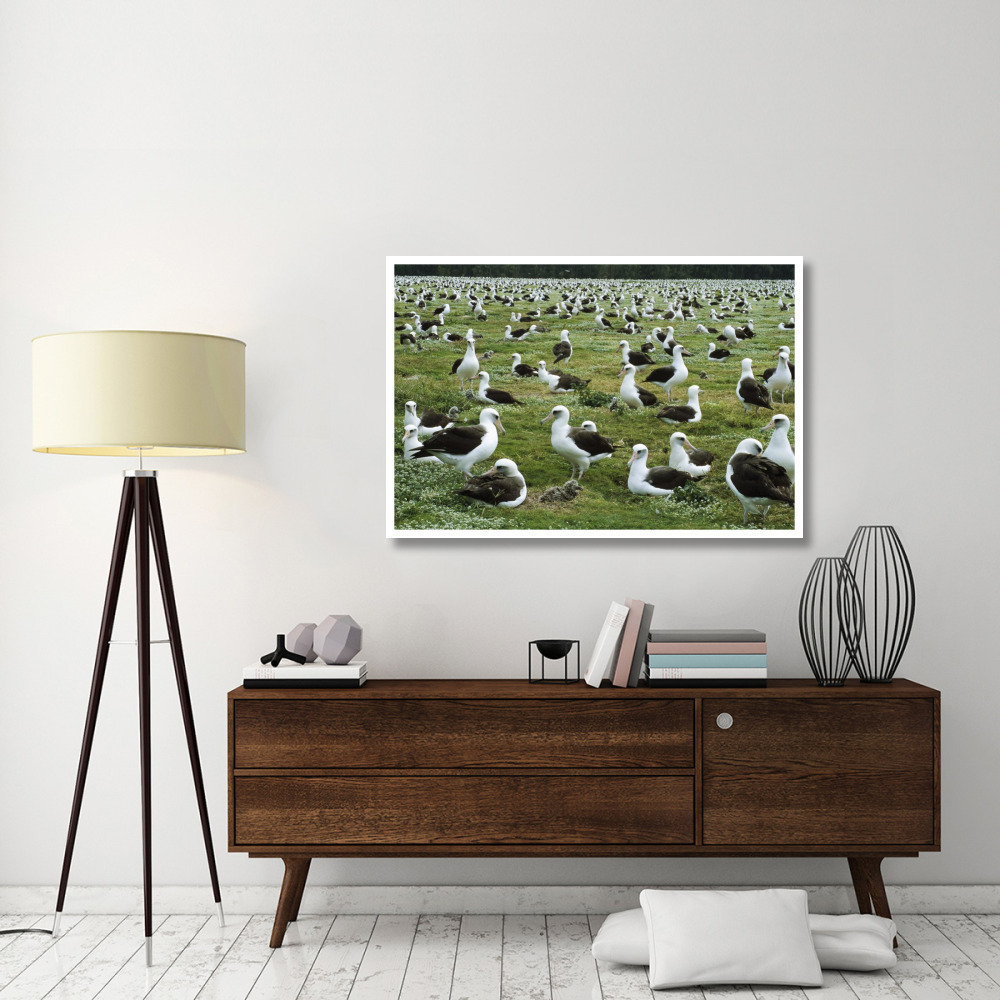 Laysan Albatross nesting colony, Midway Atoll, Hawaii-Paper Art-50&quotx34"
