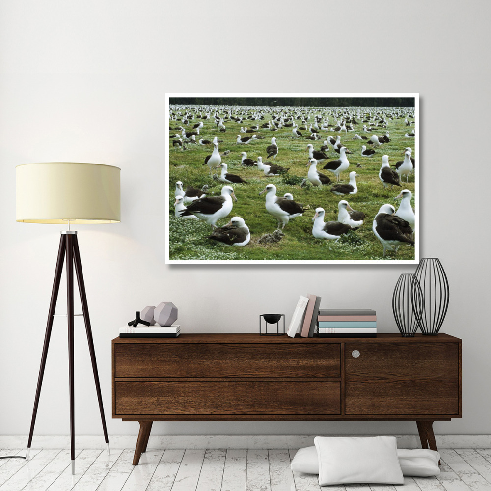 Laysan Albatross nesting colony, Midway Atoll, Hawaii-Paper Art-62&quotx42"