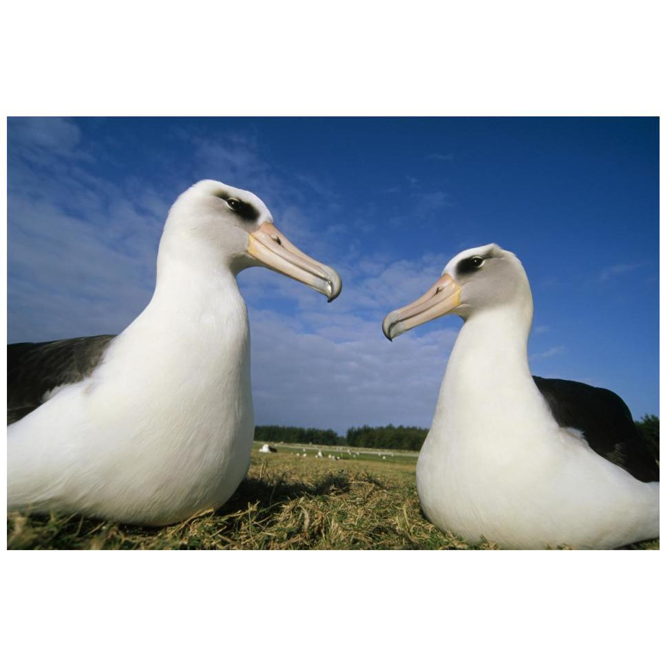Laysan Albatross pair at colony periphery, Midway Atoll, Hawaii-Paper Art-20&quotx14"