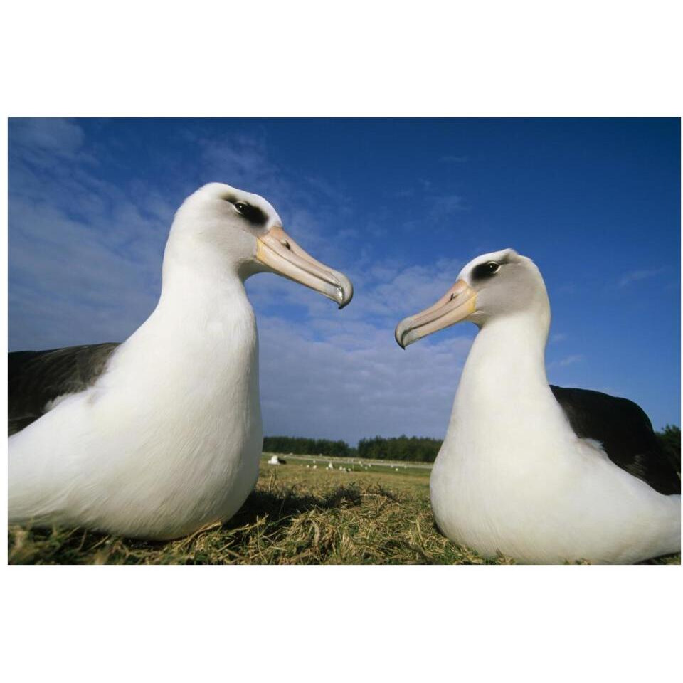Laysan Albatross pair at colony periphery, Midway Atoll, Hawaii-Paper Art-38&quotx26"
