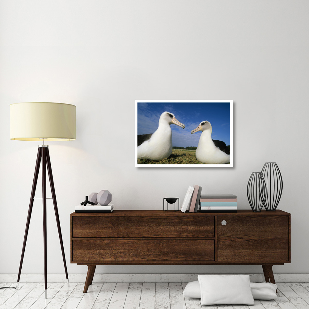 Laysan Albatross pair at colony periphery, Midway Atoll, Hawaii-Paper Art-38&quotx26"