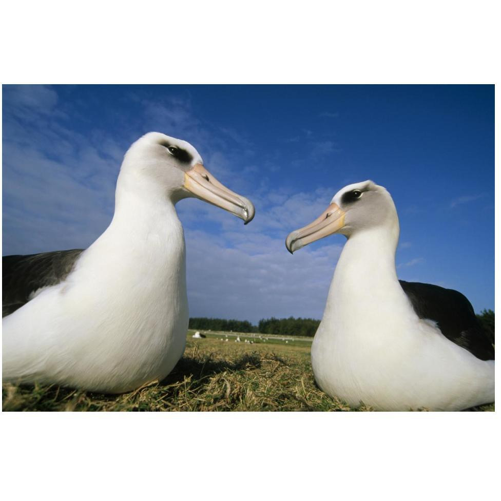 Laysan Albatross pair at colony periphery, Midway Atoll, Hawaii-Paper Art-50&quotx34"