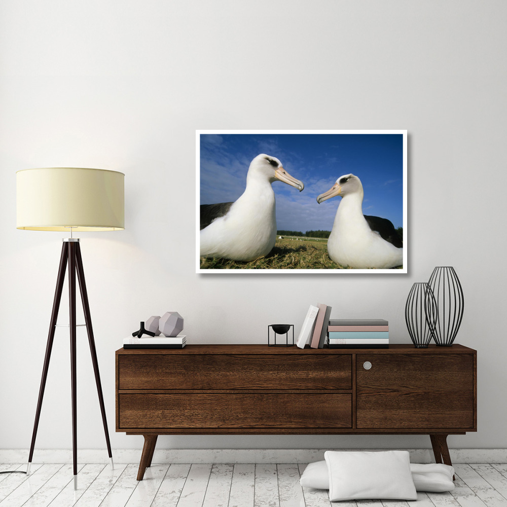 Laysan Albatross pair at colony periphery, Midway Atoll, Hawaii-Paper Art-50&quotx34"