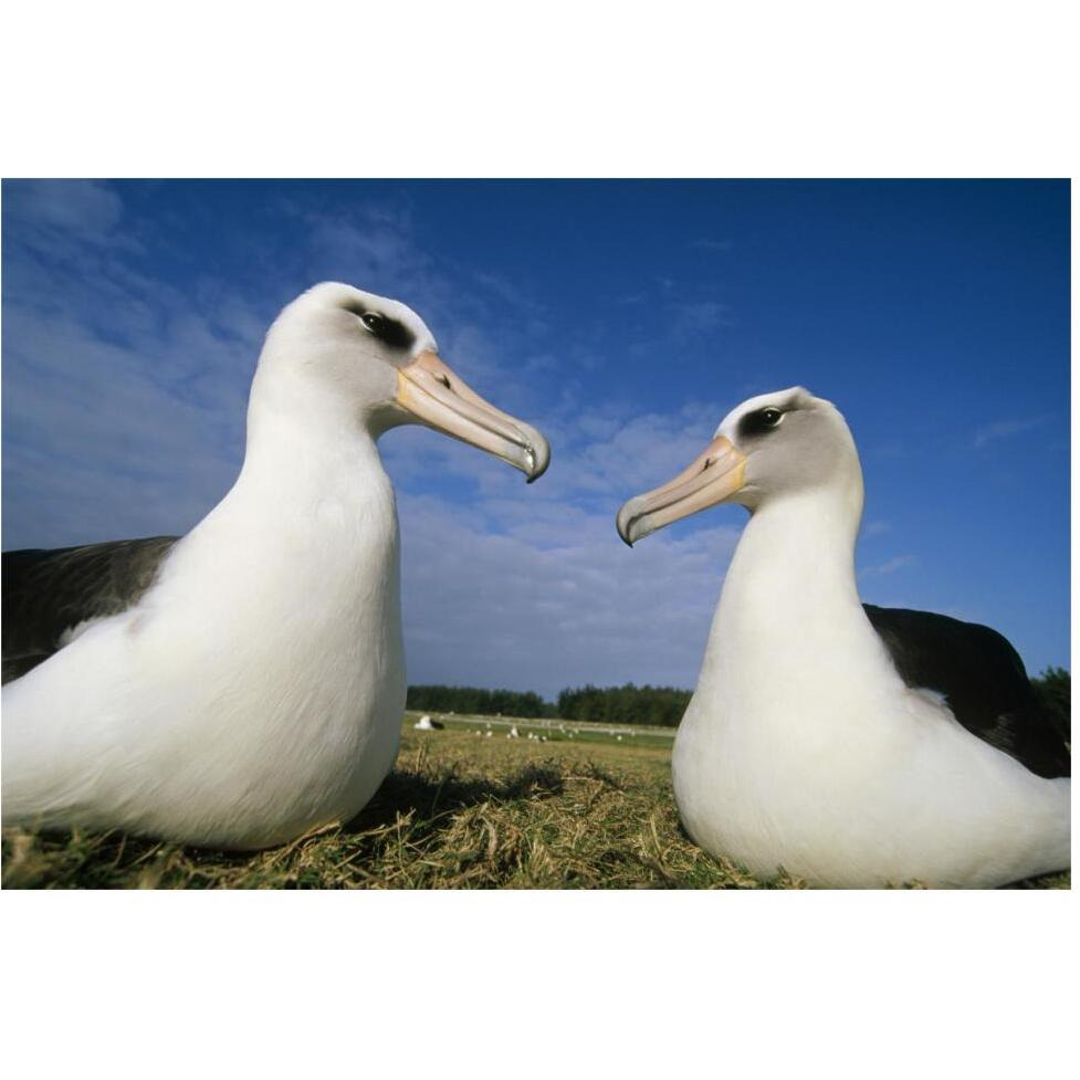 Laysan Albatross pair at colony periphery, Midway Atoll, Hawaii-Paper Art-62&quotx42"