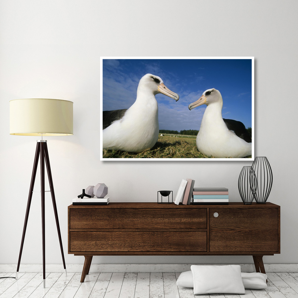 Laysan Albatross pair at colony periphery, Midway Atoll, Hawaii-Paper Art-62&quotx42"