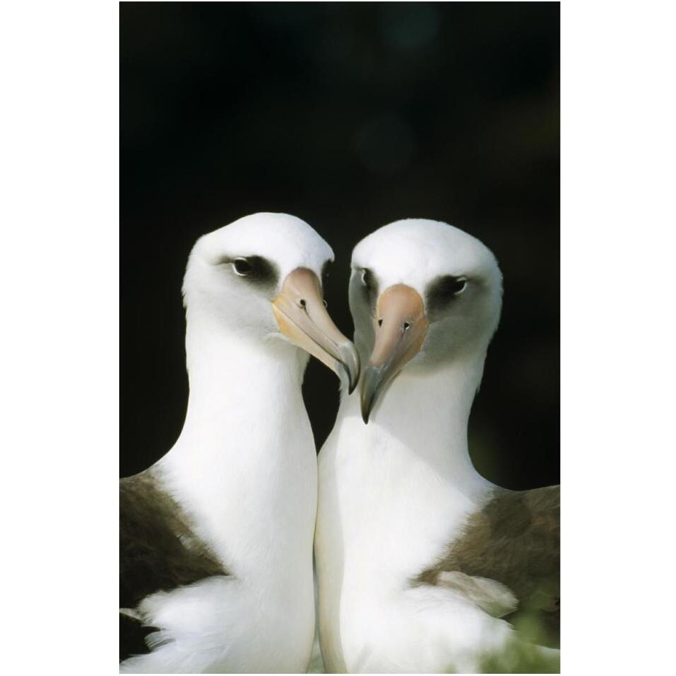 Laysan Albatross pair bonding, Midway Atoll, Hawaii-Paper Art-14&quotx20"