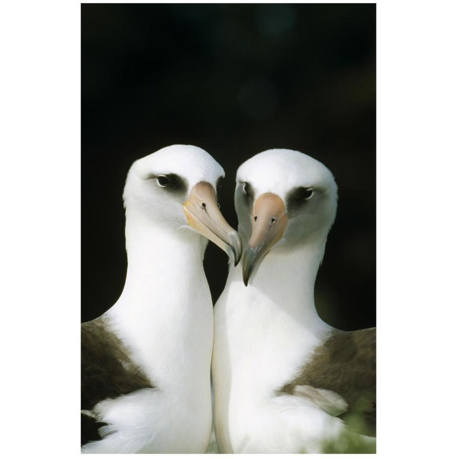 Laysan Albatross pair bonding, Midway Atoll, Hawaii-Paper Art-18&quotx26"
