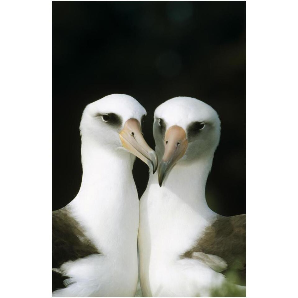 Laysan Albatross pair bonding, Midway Atoll, Hawaii-Paper Art-26&quotx38"