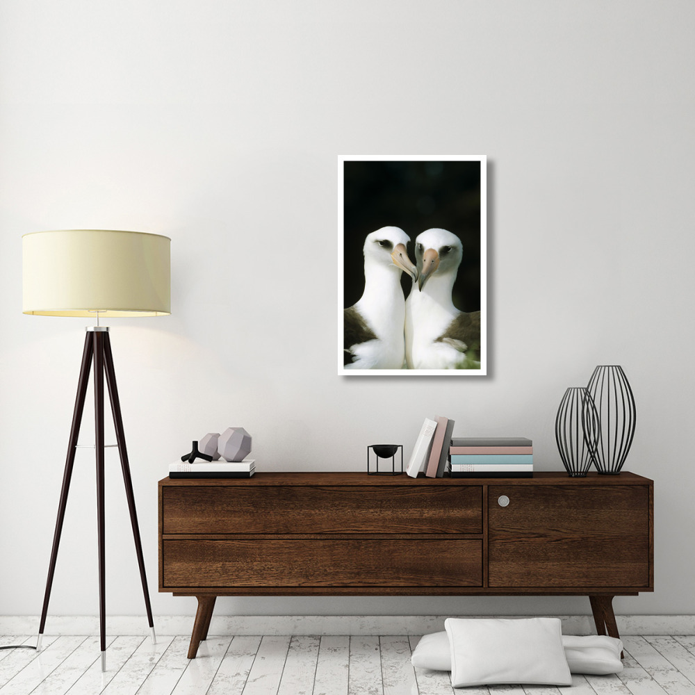 Laysan Albatross pair bonding, Midway Atoll, Hawaii-Paper Art-26&quotx38"