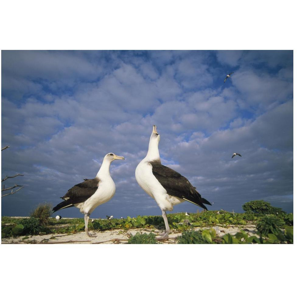 Laysan Albatross courtship dance, Midway Atoll, Hawaii-Paper Art-50&quotx34"