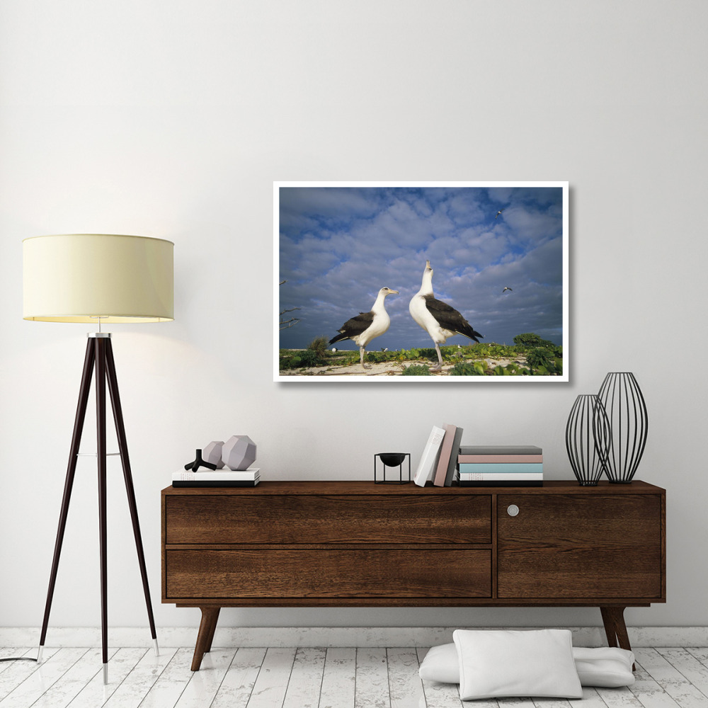 Laysan Albatross courtship dance, Midway Atoll, Hawaii-Paper Art-50&quotx34"