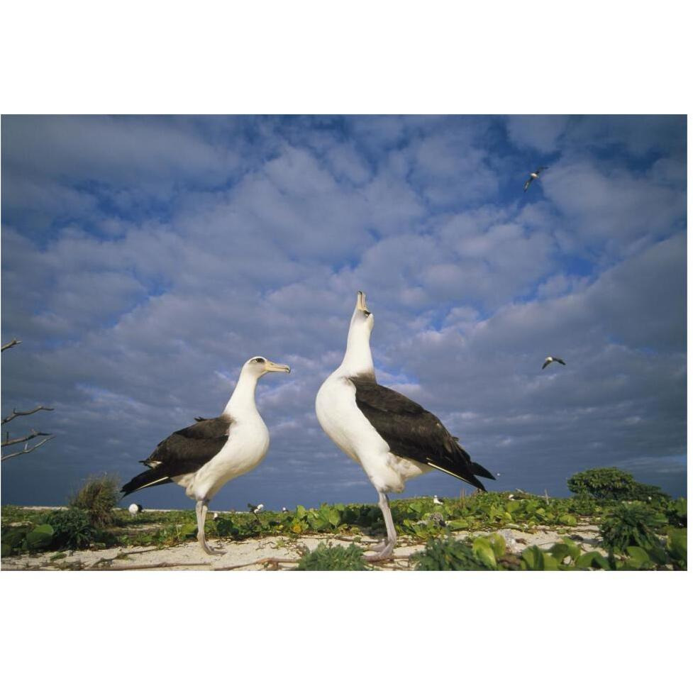 Laysan Albatross courtship dance, Midway Atoll, Hawaii-Paper Art-62&quotx42"