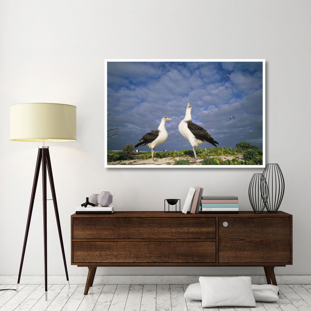 Laysan Albatross courtship dance, Midway Atoll, Hawaii-Paper Art-62&quotx42"