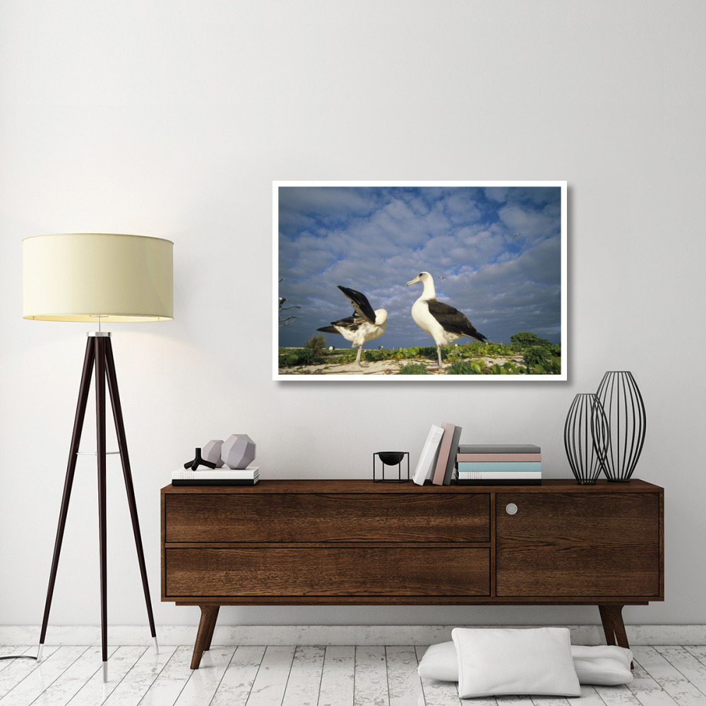 Laysan Albatross courtship dance, Midway Atoll, Hawaii-Paper Art-50&quotx34"