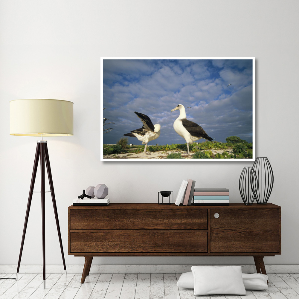 Laysan Albatross courtship dance, Midway Atoll, Hawaii-Paper Art-62&quotx42"