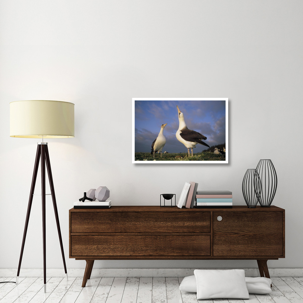 Laysan Albatross courtship dance, Midway Atoll, Hawaii-Paper Art-38&quotx26"