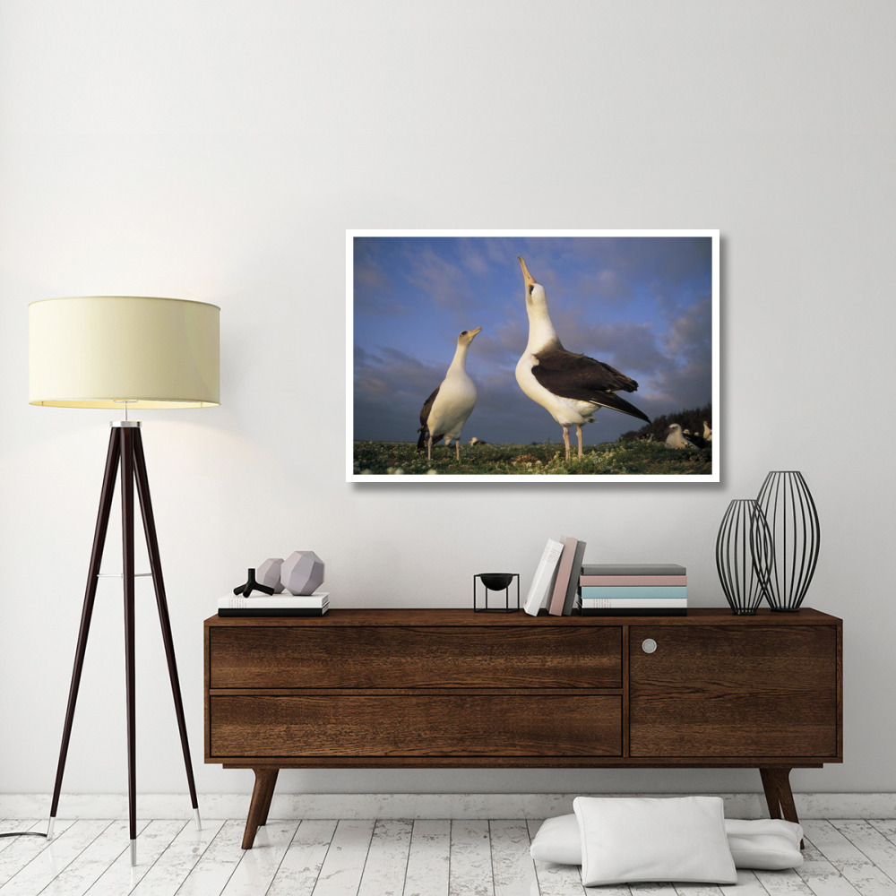 Laysan Albatross courtship dance, Midway Atoll, Hawaii-Paper Art-50&quotx34"