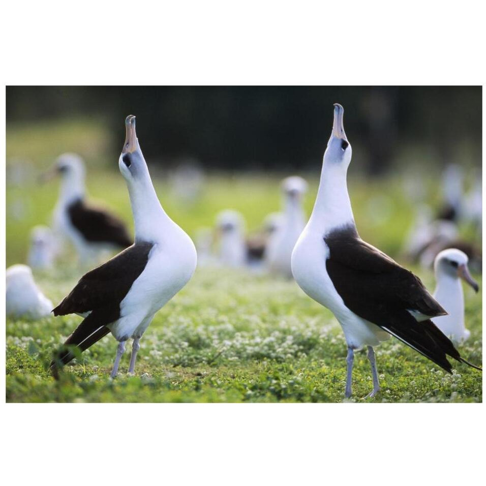 Laysan Albatross courtship dance, Midway Atoll, Hawaii-Paper Art-32&quotx22"