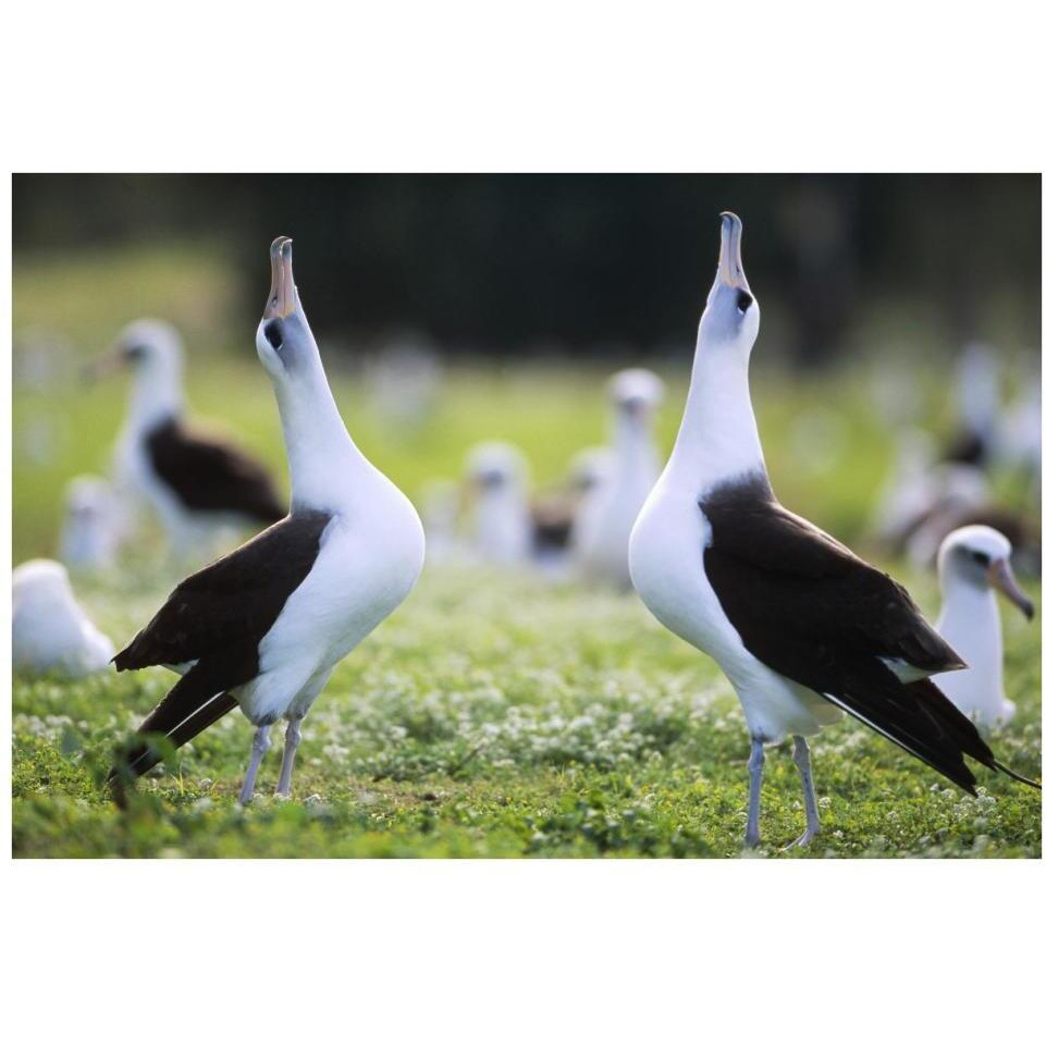 Laysan Albatross courtship dance, Midway Atoll, Hawaii-Paper Art-38&quotx26"