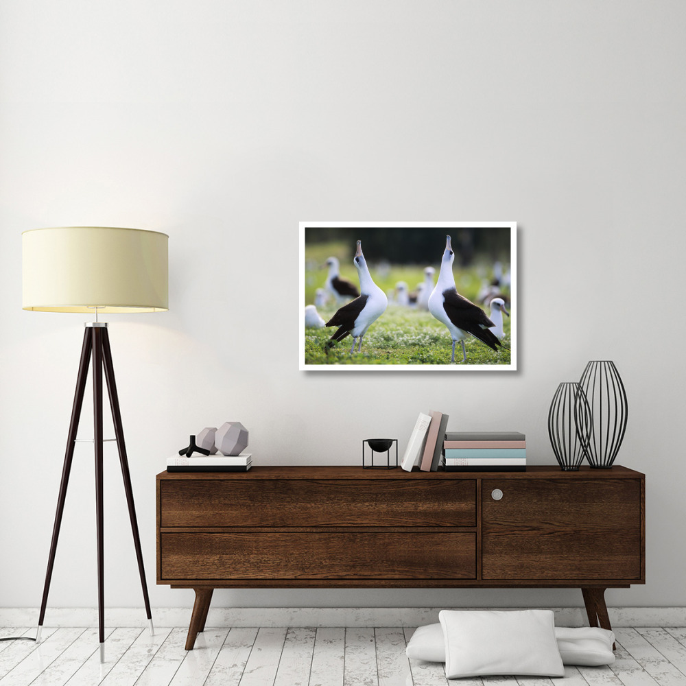 Laysan Albatross courtship dance, Midway Atoll, Hawaii-Paper Art-38&quotx26"