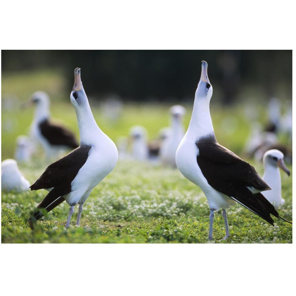 Laysan Albatross courtship dance, Midway Atoll, Hawaii-Paper Art-50&quotx34"