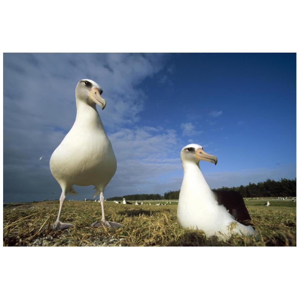 Laysan Albatross pair at colony periphery, Midway Atoll, Hawaii-Paper Art-20&quotx14"