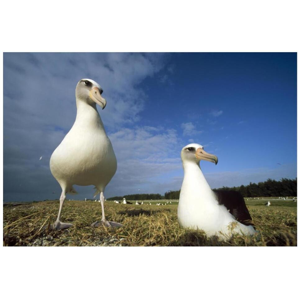 Laysan Albatross pair at colony periphery, Midway Atoll, Hawaii-Paper Art-38&quotx26"