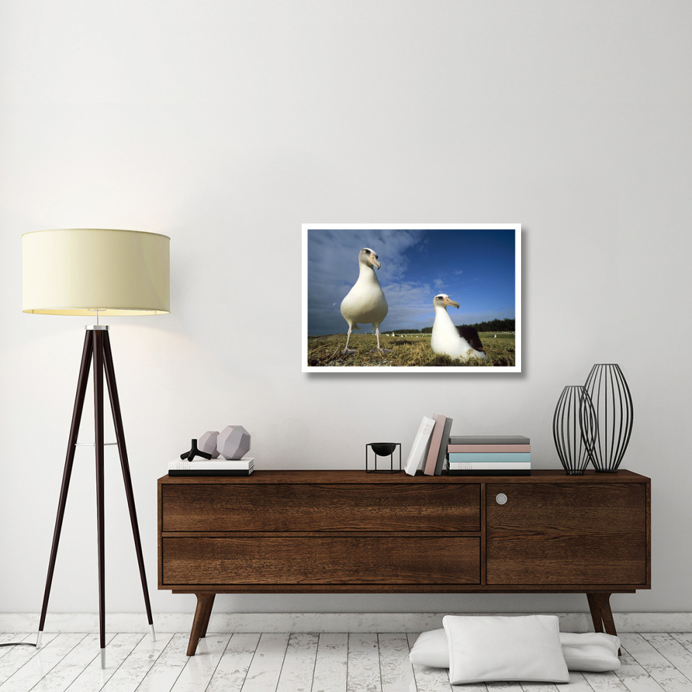 Laysan Albatross pair at colony periphery, Midway Atoll, Hawaii-Paper Art-38&quotx26"