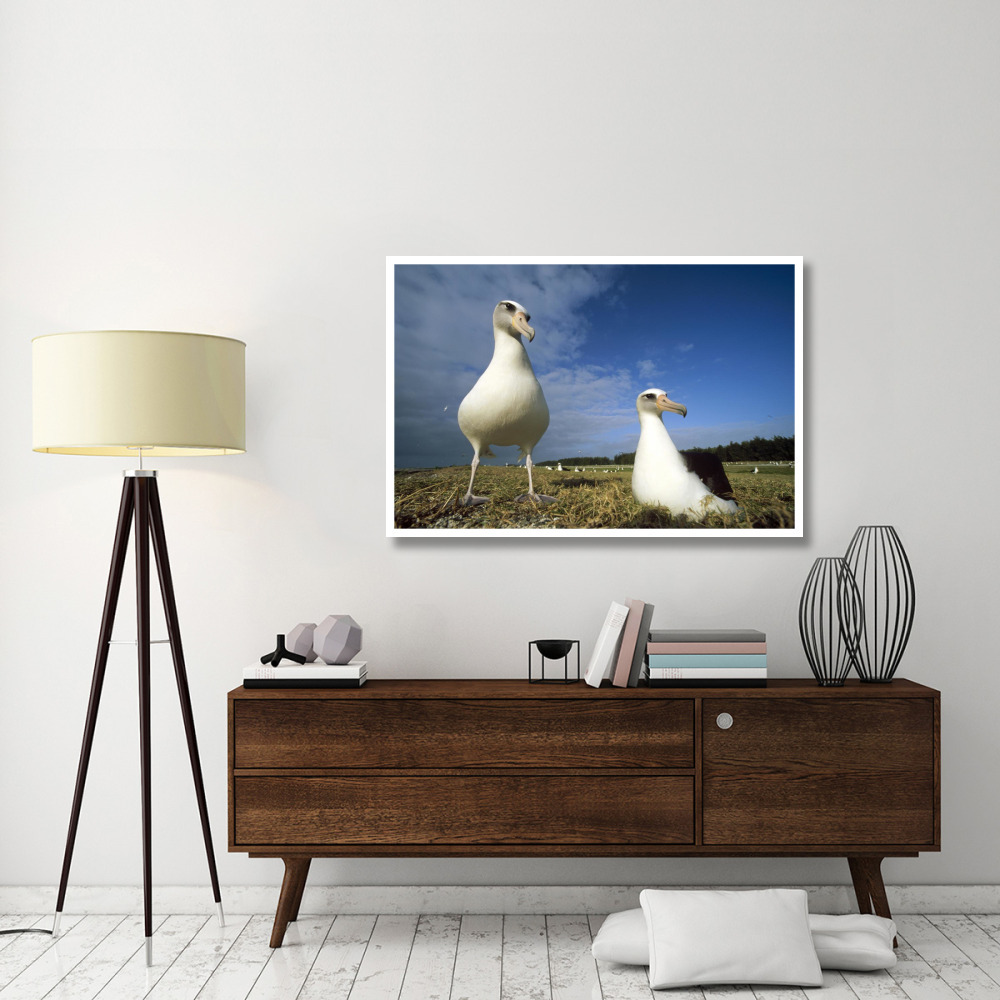 Laysan Albatross pair at colony periphery, Midway Atoll, Hawaii-Paper Art-50&quotx34"