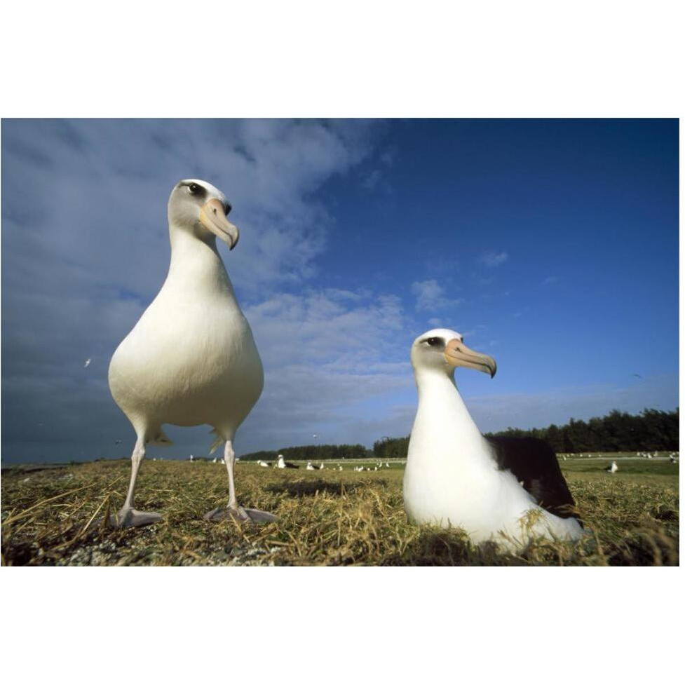 Laysan Albatross pair at colony periphery, Midway Atoll, Hawaii-Paper Art-62&quotx42"