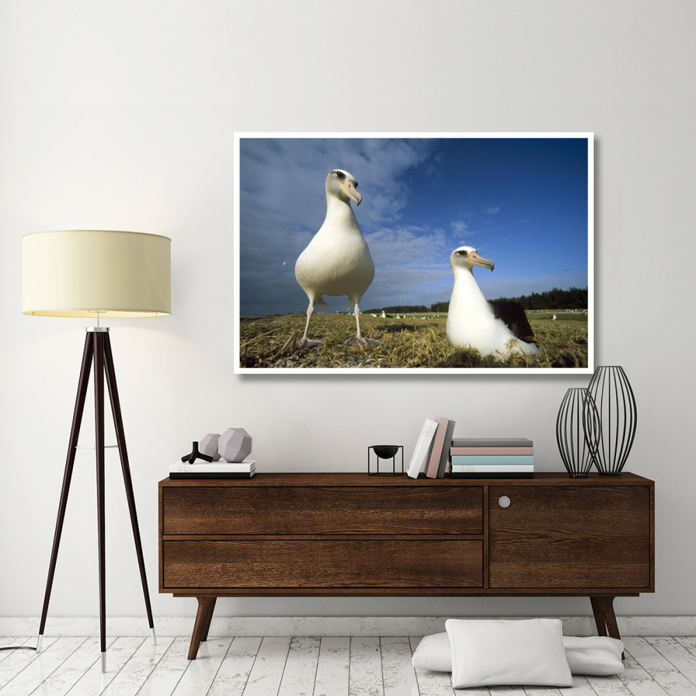 Laysan Albatross pair at colony periphery, Midway Atoll, Hawaii-Paper Art-62&quotx42"
