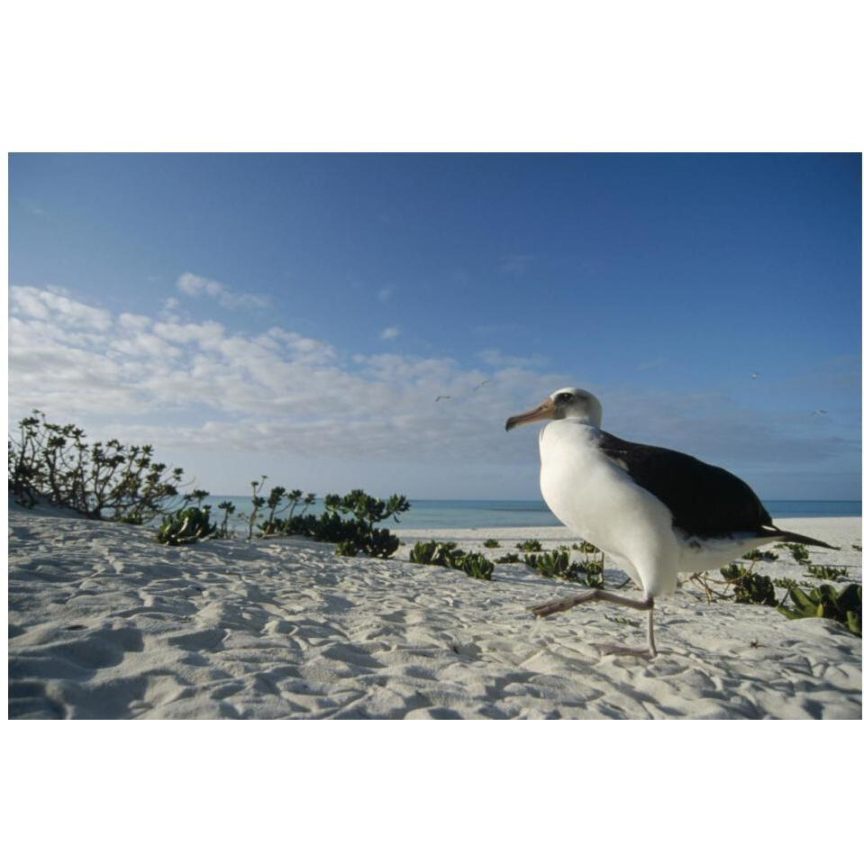 Laysan Albatross at colony periphery, Midway Atoll, Hawaii-Paper Art-20&quotx14"