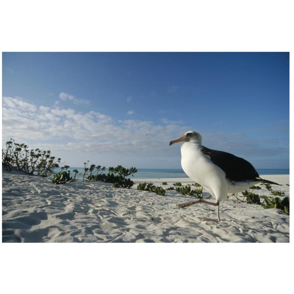 Laysan Albatross at colony periphery, Midway Atoll, Hawaii-Paper Art-26&quotx18"
