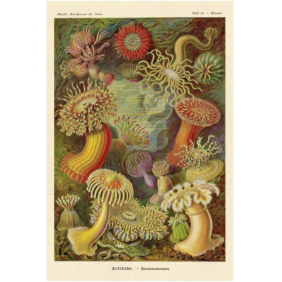 Haeckel Nature Illustrations Actiniae-Paper Art-14&quotx20"