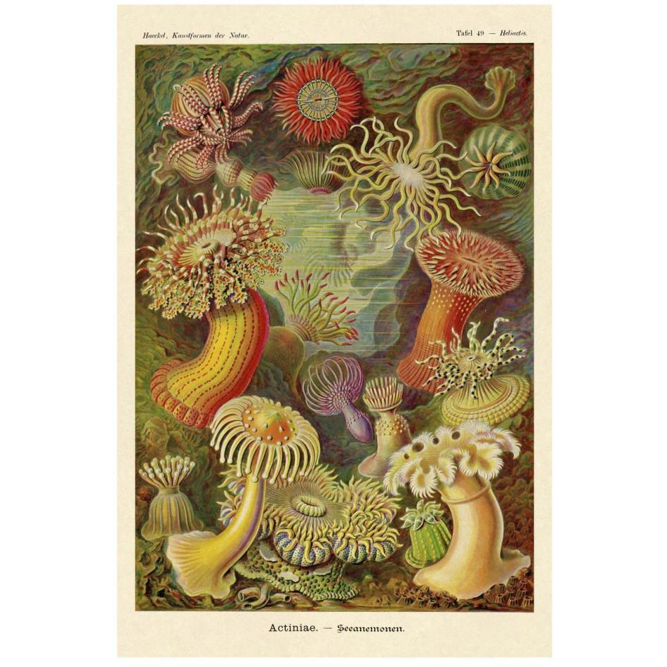 Haeckel Nature Illustrations Actiniae-Paper Art-18&quotx26"