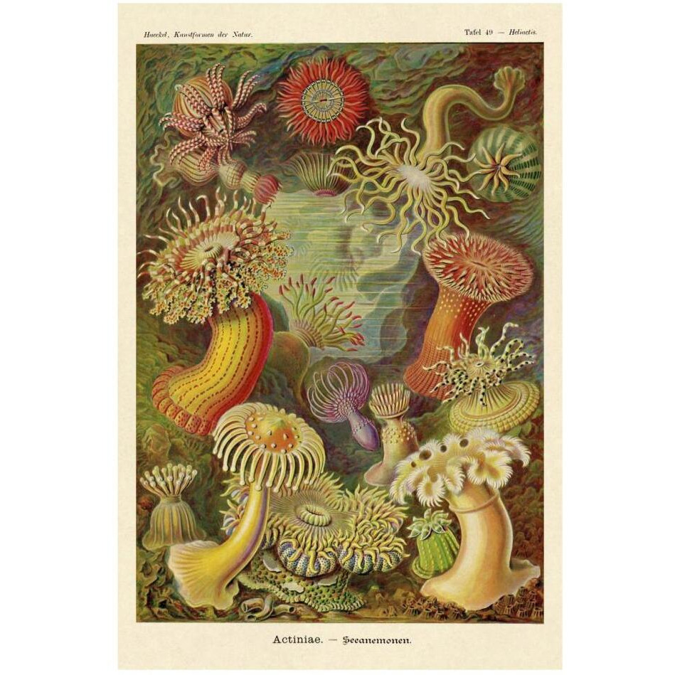 Haeckel Nature Illustrations Actiniae-Paper Art-22&quotx32"